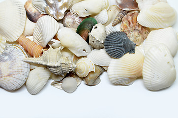 Image showing Sea shells scraped together