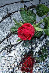 Image showing Rose And Barbed Wire