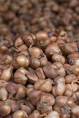 Image showing Shallots at a market