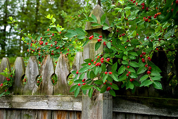 Image showing Honeysuckle Berries On An Old Wooden Fence