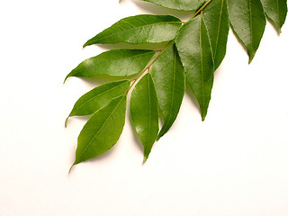 Image showing Curry Leaves