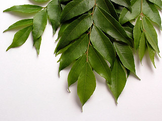 Image showing Curry Leaves