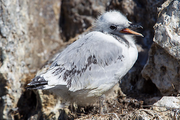 Image showing Black-legged kittiwake