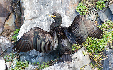 Image showing European shag or common shag, Phalacrocorax aristotelis