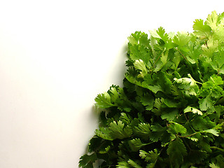 Image showing Fresh Coriander