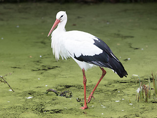 Image showing Stork walking in a pond filled with duckweed