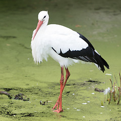 Image showing Stork walking in a pond filled with duckweed