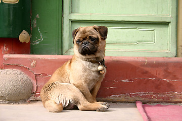 Image showing dog in china