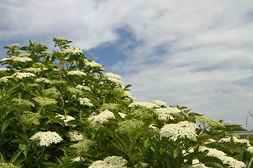 Image showing Flowers in a Danish landscapes in the summer