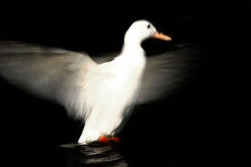 Image showing duck 