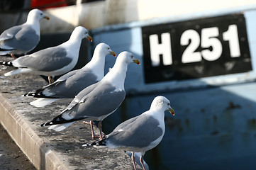 Image showing bird seagull