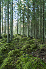 Image showing Green forest environment