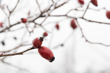Image showing Frosty rose hips closeup