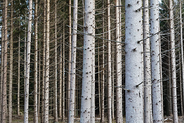 Image showing Tree trunks all over