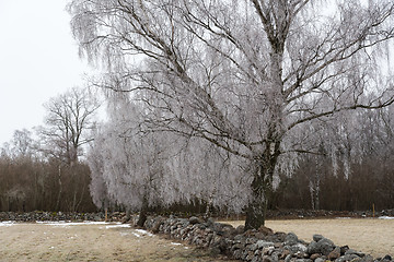 Image showing Frosty rural landscape