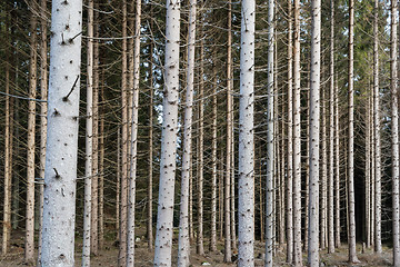 Image showing Dense forest with tree trunks all over