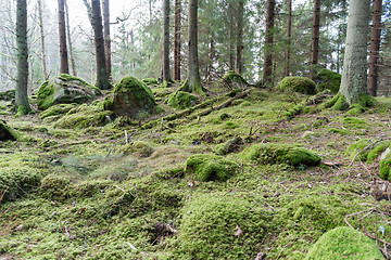 Image showing Untouched old forest