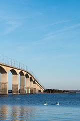 Image showing Swimming swans by the bridge