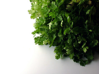 Image showing Fresh Coriander