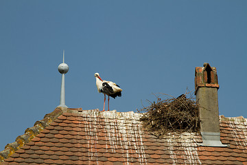 Image showing Stork on a roof at the ecomusee in Alsace