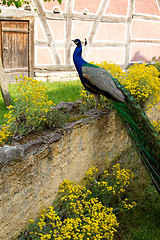 Image showing Peacock at the ecomusee in Alsace