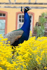 Image showing Peacock at the ecomusee in Alsace