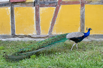 Image showing Peacock at the ecomusee in Alsace