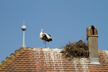 Image showing Stork on a roof at the ecomusee in Alsace