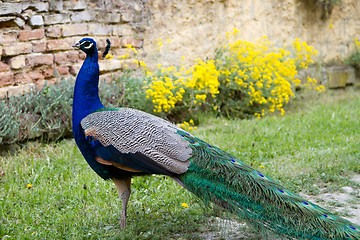 Image showing Peacock at the ecomusee in Alsace