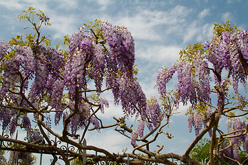 Image showing Tree at thre The ecomusee in Alsace