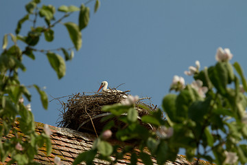 Image showing Stork on a roof at the ecomusee in Alsace