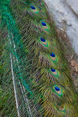 Image showing Peacock at the ecomusee in Alsace