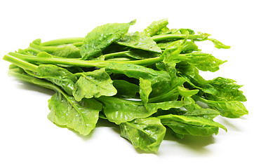 Image showing Green Ceylon Spinach 