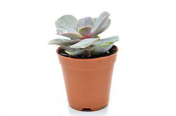 Image showing Succulent plant in pot