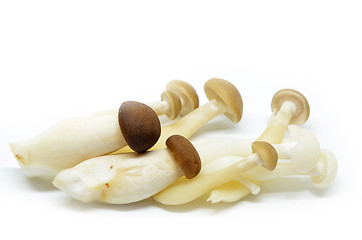 Image showing Fresh shimeji mushroom 