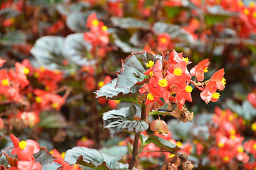 Image showing Flowers begonia. Begonia is a flower of extraordinary beauty