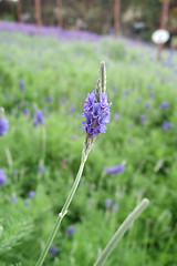 Image showing Lavender flowers in nature