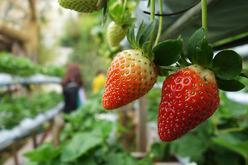 Image showing Fresh strawberries that are grown in greenhouses