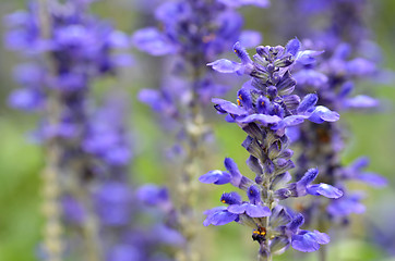 Image showing Blooming blue bugleweeds Ajuga