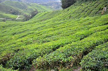 Image showing Tea plantation located in Cameron Highlands