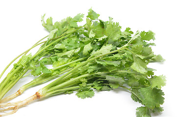 Image showing Fresh coriander bunch