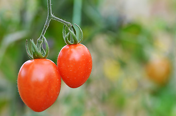 Image showing Fresh red tomatoes