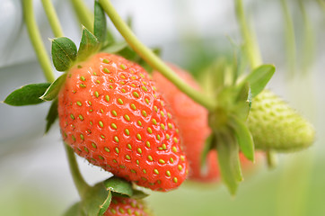 Image showing Fresh strawberries that are grown in greenhouses