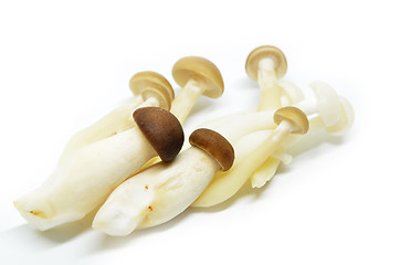 Image showing Fresh shimeji mushroom 