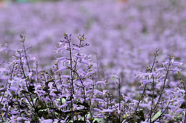 Image showing Plectranthus Mona Lavender flowers