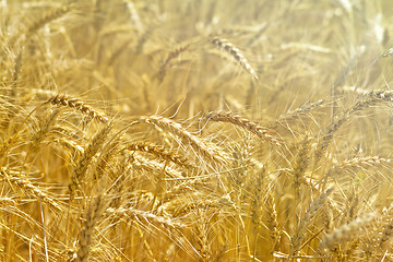 Image showing Spikes wheat yellow