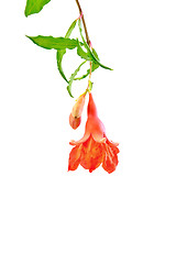 Image showing Pomegranate flower red