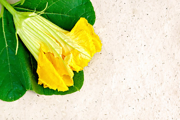 Image showing Pumpkin flower on wrapping paper