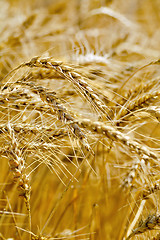 Image showing Spikes wheat mature