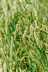 Image showing Spikes of unripe wheat